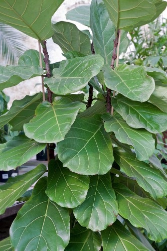 Ficus lyrata ápolási otthon, fotó (otthon) Ficus lyrata ápolási otthon, fotók