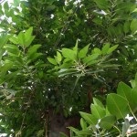 Ficus - ellátás az otthoni, vagy hogyan növekszik a növény