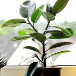 Ficus - ellátás az otthoni, vagy hogyan növekszik a növény