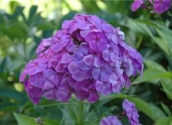 Phlox paniculata