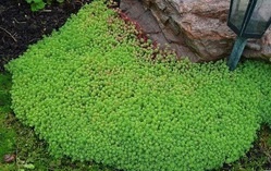 Lawn Sedum csoport tereprendezés (stonecrop) Lawn Sedum csoport kerttervezés