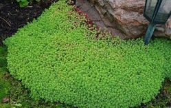 Lawn Sedum csoport kerttervezés