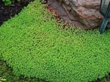 Lawn Sedum csoport kerttervezés