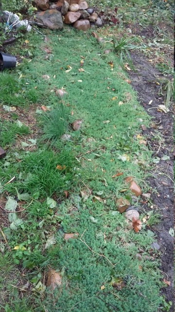 Lawn Sedum csoport kerttervezés