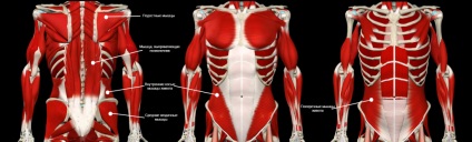 Útmutató a fejlesztési izom anatómiai kéreg, tesztek és képzési program