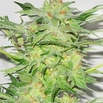 Hidroponikus növény marihuána - növekvő kannabisz otthon