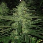 Hidroponikus növény marihuána - növekvő kannabisz otthon