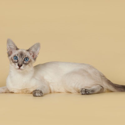 Hipoallergén fajta macska neve, leírása, 13 fényképek, videók