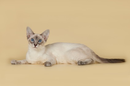 Hipoallergén fajta macska neve, leírása, 13 fényképek, videók