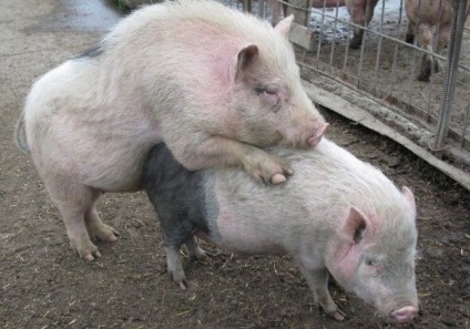 A főbb jellemzői a tenyészsertést farmján