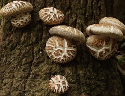 Shiitake gomba tulajdonságait és receptek, hazafelé