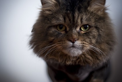 Szomorú történet boldog véget Macskák - városi portál