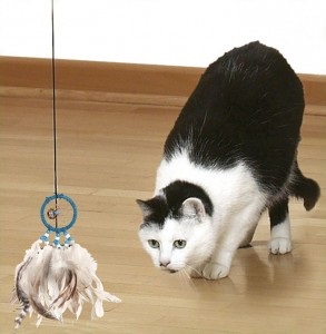 Játékok a cica saját kezűleg - Szfinx krysik