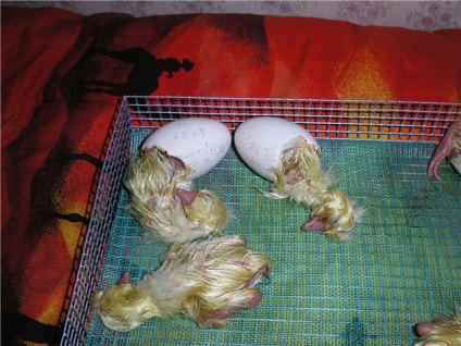 Інкубація гусячих яєць в домашніх умовах режим, таблиця