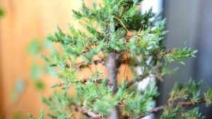 Kézi létrehozása bonsai boróka gyakorlati tanácsokat növekvő