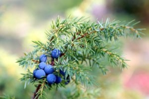Kézi létrehozása bonsai boróka gyakorlati tanácsokat növekvő