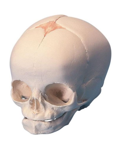 Érdekes tények az emberi koponya