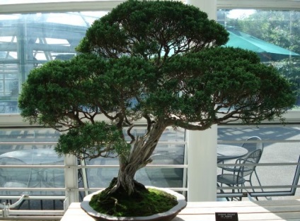 A művészeti bonsai és a boróka