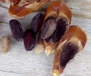 Olasz fenyő piniyahvoynye (mandulafenyőből) Olasz fenyő piniyahvoynye