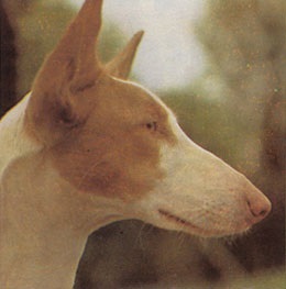 Ivisskaya kutya 1988 J Palmer