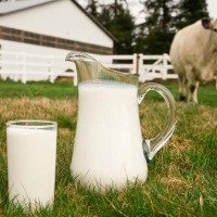 A tej minősége tehenek