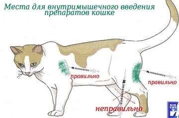 Hogyan szúrt a macska (lövés) Hogyan készítsünk egy lövés macska