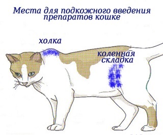 Hogyan szúrt a macska (a macska nem egy pöcs) Hogyan készítsünk egy lövés macska