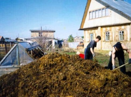 Hogyan készítsünk műtrágya tehéntrágyán (négyzetméterenként hozzájárulnak) Mint tehén trágya, hogy műtrágya