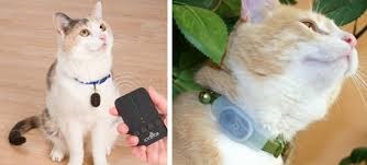 Hogyan lehet megtartani a macska a webkamera használatával, vörös macska