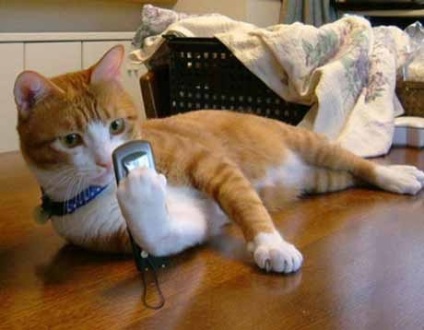 Hogyan lehet megtartani a macska a webkamera használatával, vörös macska