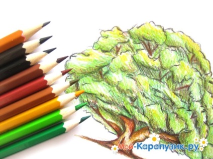 Hogyan kell felhívni a tölgy fokozatosan színes ceruzák