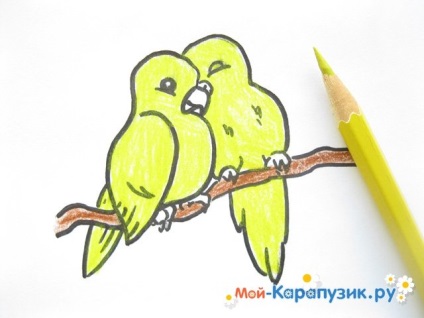 Hogyan kell felhívni a hullámos papagáj színes ceruzák szakaszokban