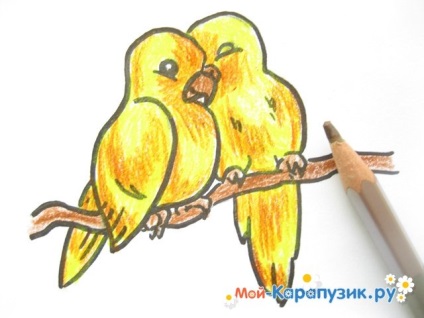 Hogyan kell felhívni a hullámos papagáj színes ceruzák szakaszokban