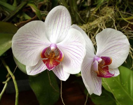Hogyan újratelepítési és gondozása orchideák - ellátás orchideák transzplantáció - gyümölcs és zöldség kert