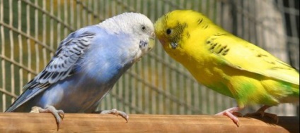 Hogyan válasszuk ki a partnert papagáj, ötletek