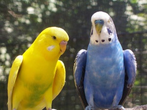Hogyan válasszuk ki egy pár papagáj 1