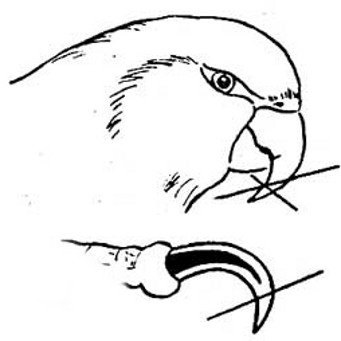 Hogyan vágja le a csőrét egy papagáj