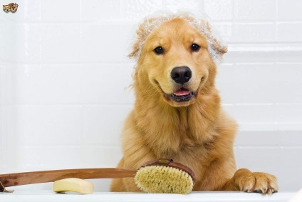 Hogyan mosson kutya