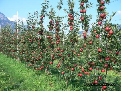 Milyen a növény egy almafa a környéken