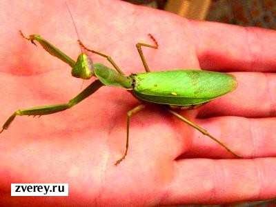 Hogyan kell helyesen gondozni a zarándoklat, hogy az otthoni (fotó sáska) Hogyan kell helyesen gondozása elzarándokolt a hazai