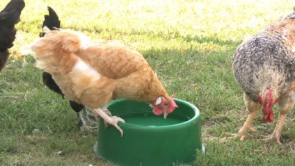Hogyan rendes és itatókból broiler (do) Hogyan rendes és itatókból broiler