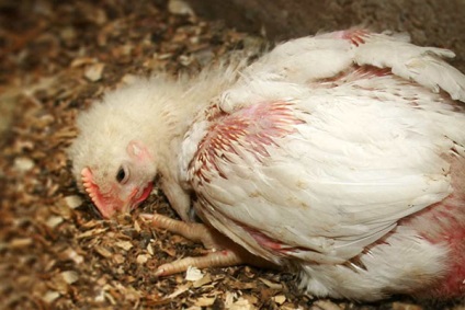 Hogyan rendes és itatókból broiler (do) Hogyan rendes és itatókból broiler