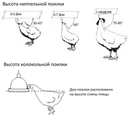 Hogyan rendes és itatókból broiler