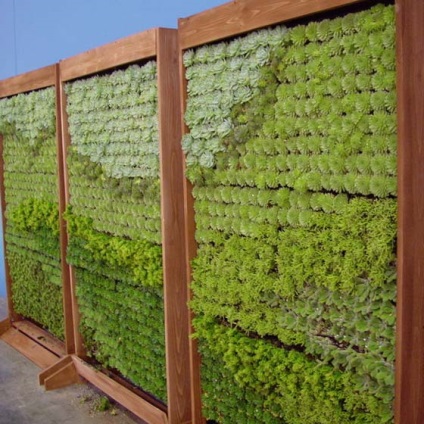 Hogyan lehet élő zöld fal növények - lakberendezési és kerti