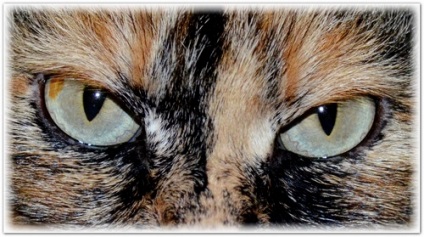 Hogyan, hogy a kép a macska, mögötti Moor véglegesen macska
