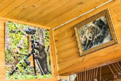 Ahogy mentési medve Tver régióban (régió) Hogyan kell menteni a medve Tver régióban