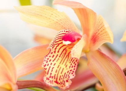 Melyik választani egy kezdő orchidea, kastély