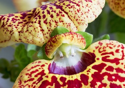 Melyik választani egy kezdő orchidea, kastély