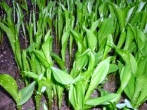 Hogyan növekszik liliom százas tippek