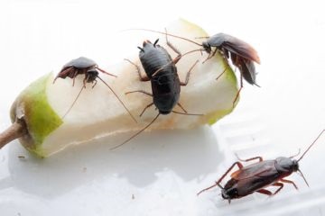 Hogyan, hogy a csótányok a lakásban - a leghatékonyabb módszerek harc (küzdelem) Hogyan, hogy a csótányok a lakásban - a leghatékonyabb módszerek elleni küzdelem